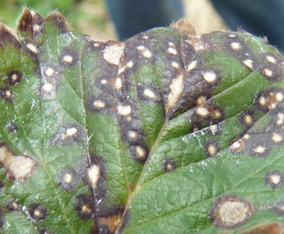 Методи позбавлення від септоріозу смородини