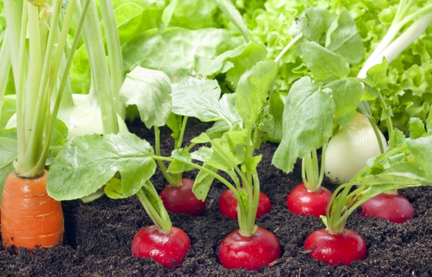 Херсонські фермери об'єдналися для успішного ведення бізнесу Херсонські фермери об'єдналися для успішного ведення бізнесу