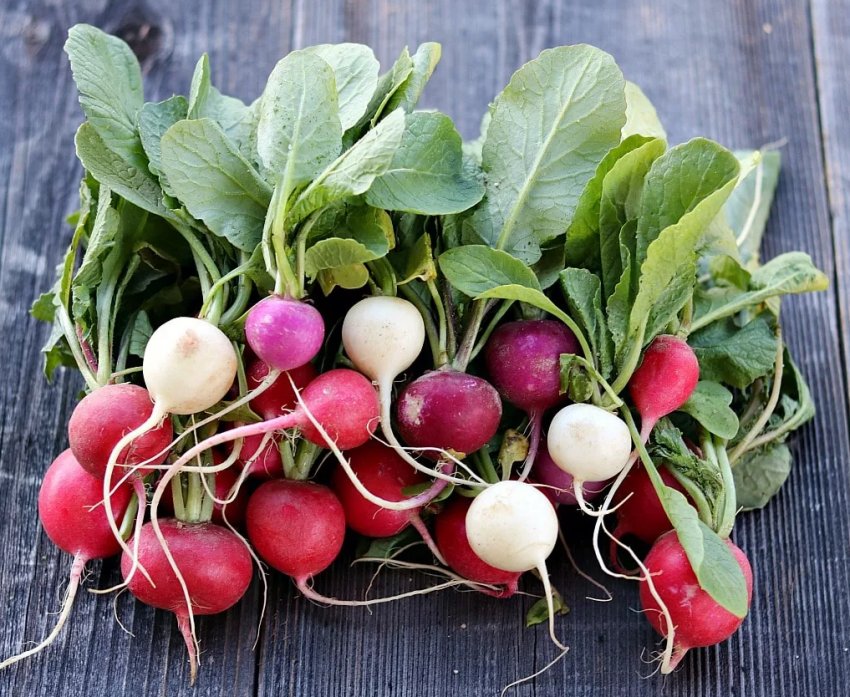 Херсонські фермери об'єдналися для успішного ведення бізнесу Херсонські фермери об'єдналися для успішного ведення бізнесу