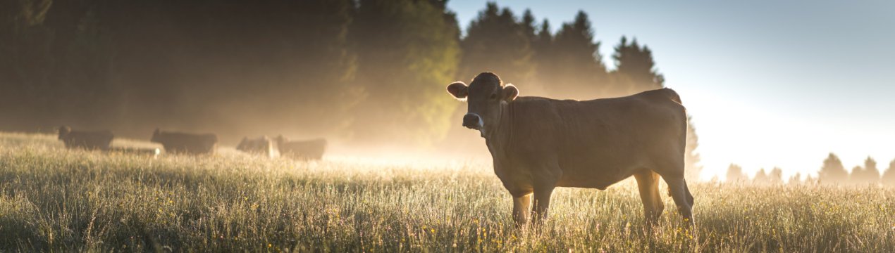 Глава Мінсільгоспу РФ підійшов впритул до проблем калмицького скотарства