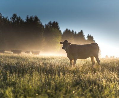 Глава Мінсільгоспу РФ підійшов впритул до проблем калмицького скотарства