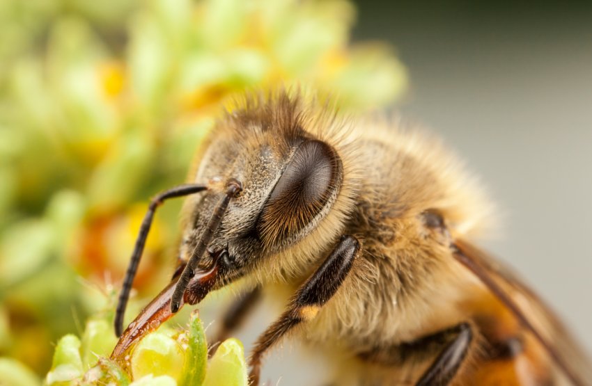 Розслідуванням тотального мора бджіл в Приволжжя займається прокуратура Розслідуванням тотального мора бджіл в Приволжжя займається прокуратура