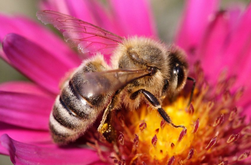 Розслідуванням тотального мора бджіл в Приволжжя займається прокуратура Розслідуванням тотального мора бджіл в Приволжжя займається прокуратура