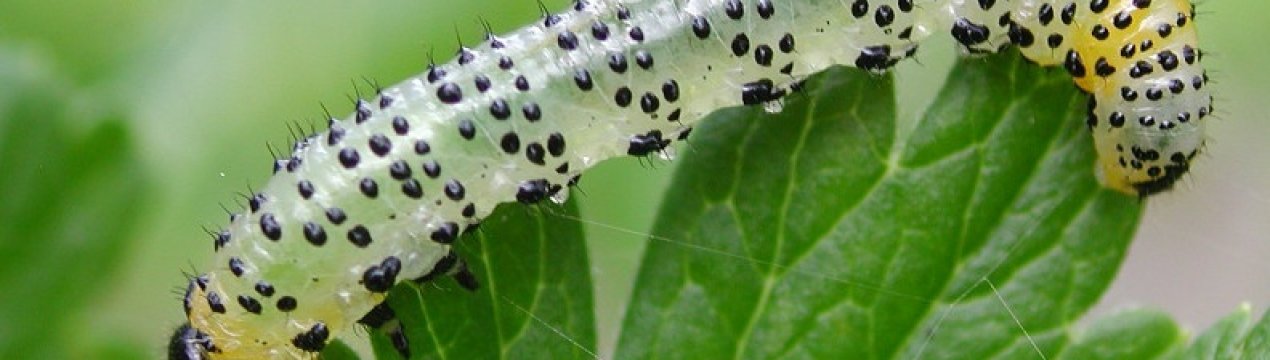 Пильщик на аґрусі: як боротися зі шкідником, засоби для обробки кущів