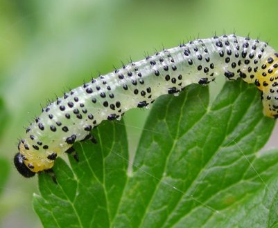 Пильщик на аґрусі: як боротися зі шкідником, засоби для обробки кущів