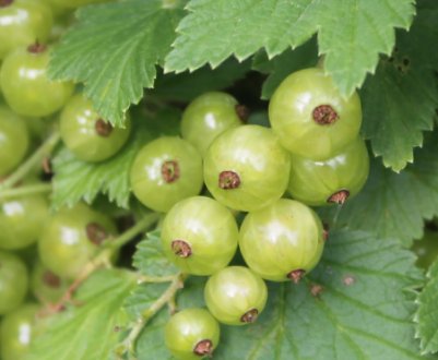 Сорт зеленоплодной смородини Снігова Королева — характеристики