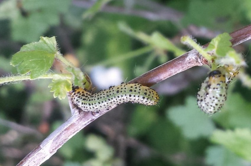 Пильщик на аґрусі