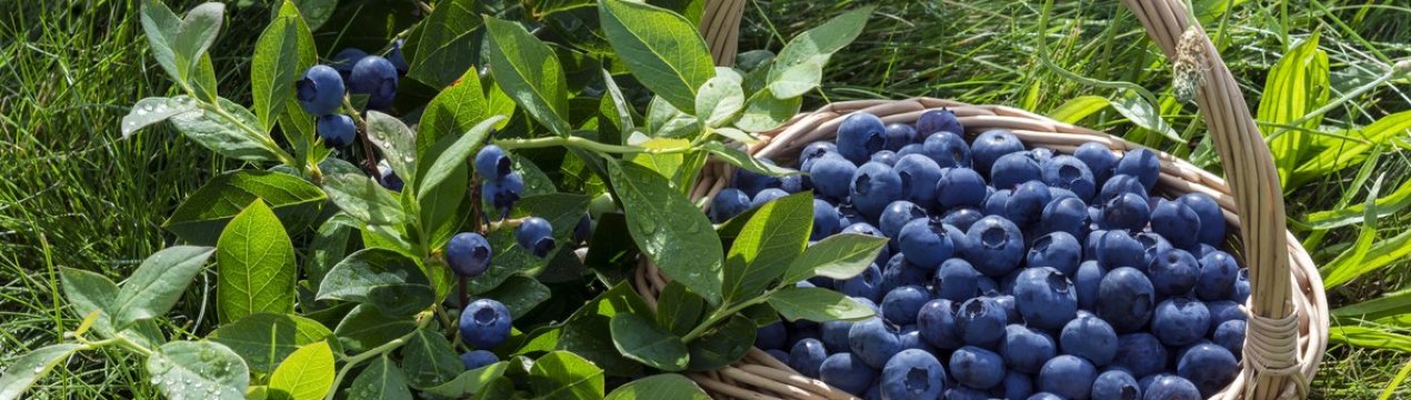 В Україні впали ціни на лохину