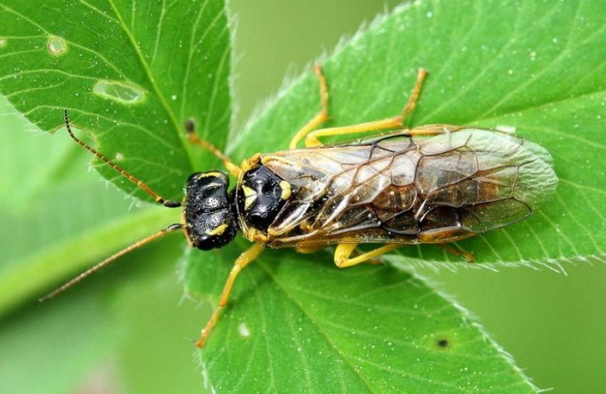 Жовтий пильщик