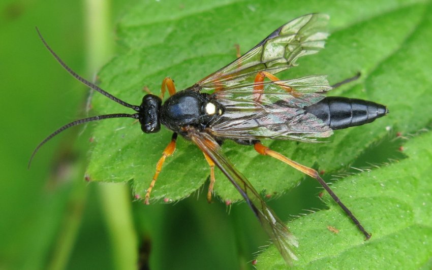 Бледноногий пильщик