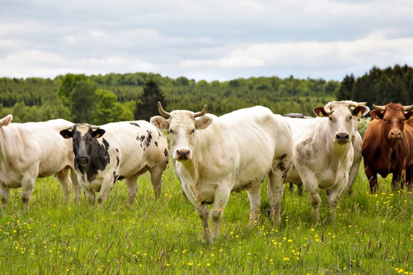 Глава Мінсільгоспу РФ підійшов впритул до проблем калмицького скотарства