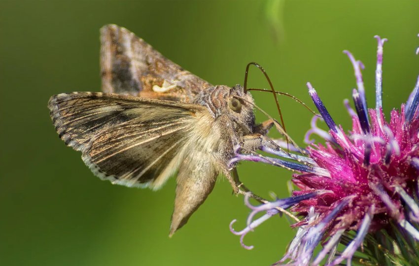 Підступний метелик атакує сільгоспугіддя Хакасії