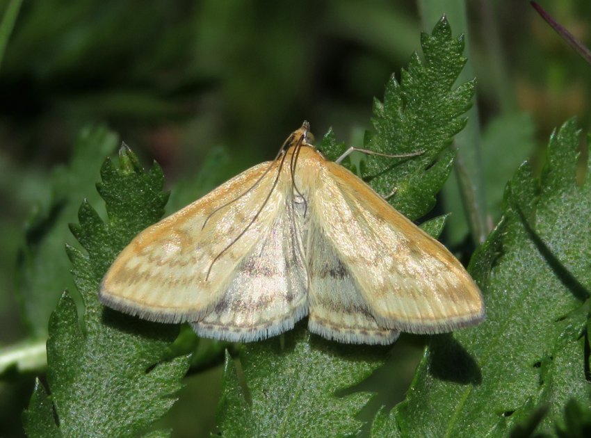 Підступний метелик атакує сільгоспугіддя Хакасії