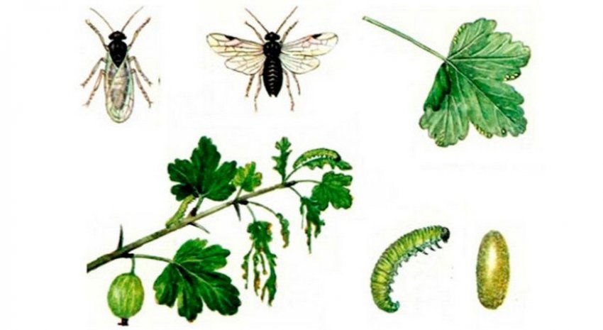 Розвиток пильщика