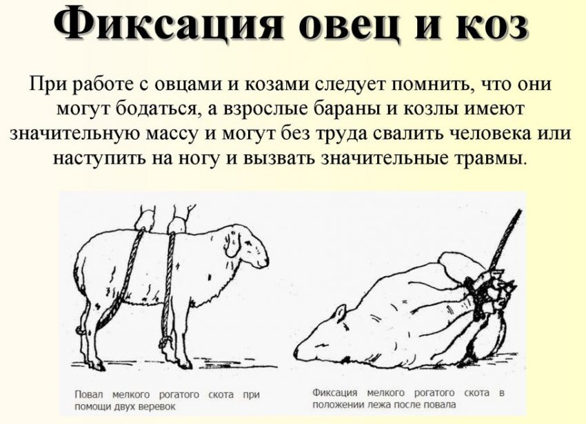 в каком возрасте кастрируют ягнят. Смотреть фото в каком возрасте кастрируют ягнят. Смотреть картинку в каком возрасте кастрируют ягнят. Картинка про в каком возрасте кастрируют ягнят. Фото в каком возрасте кастрируют ягнят