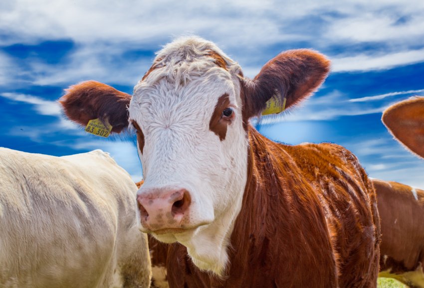 Алтай — по вуха в кормозаготовках