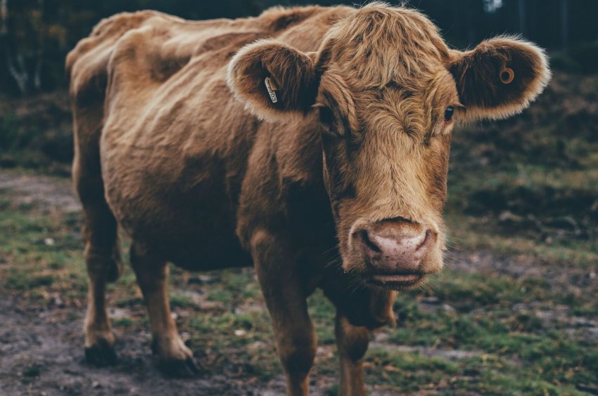 Алтай — по вуха в кормозаготовках