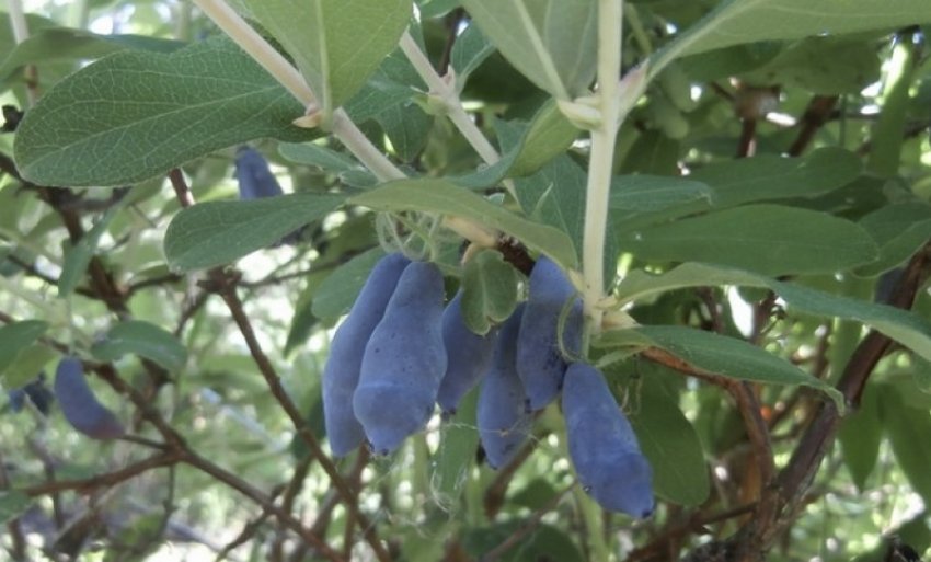 Жимолость їстівна Шахін