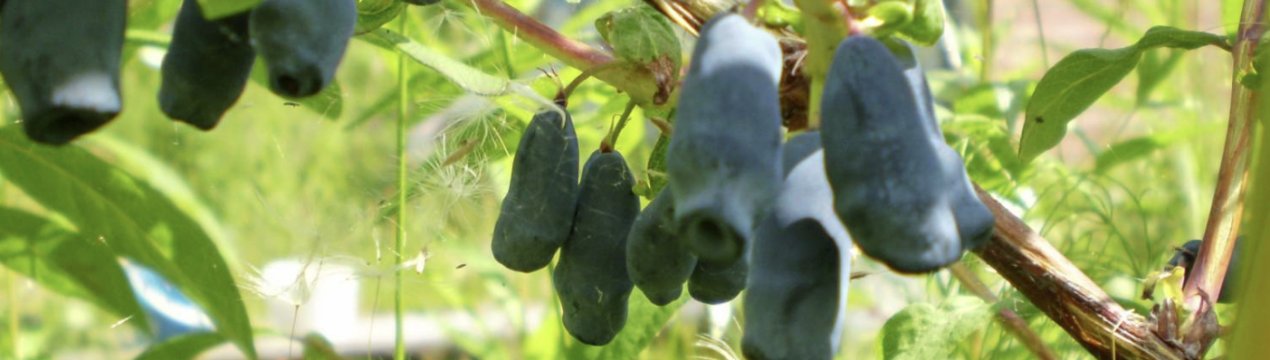 Жимолость Шахін: характеристики сорту і особливості вирощування