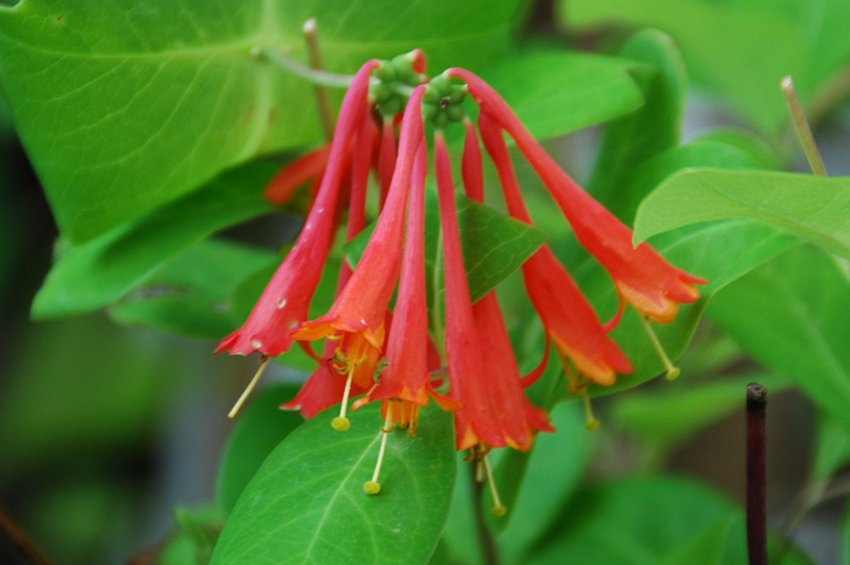 Декоративна жимолость Брауна Дропмор Скарлет Декоративна жимолость Брауна Дропмор Скарлет