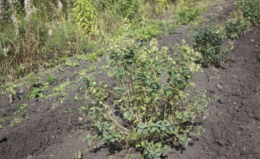 Місце для посадки жимолості