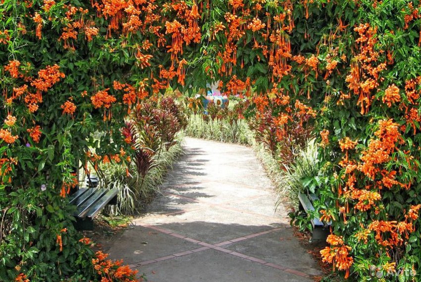 Жимолость в ландшафтному дизайні Жимолость в ландшафтному дизайні