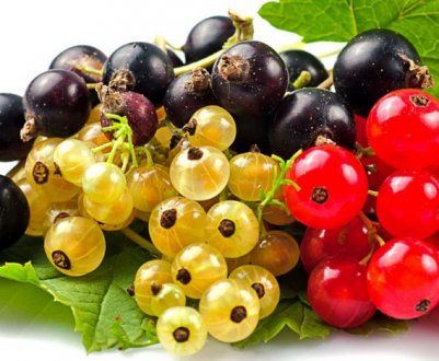 Вегетаційний період смородини