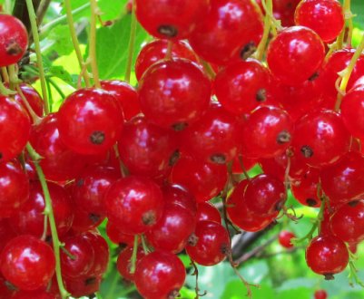 Червона смородина Андрейченко — основні характеристики