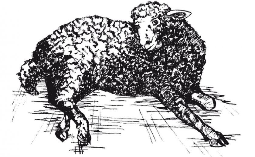 Листериоз овечки