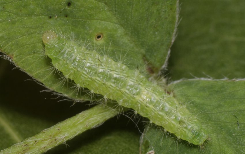 Гусениця пальцекрылки