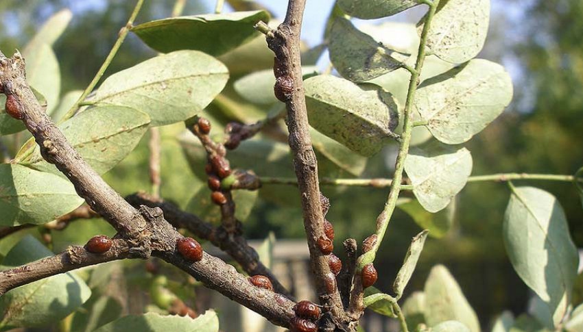 Щитівки на жимолості