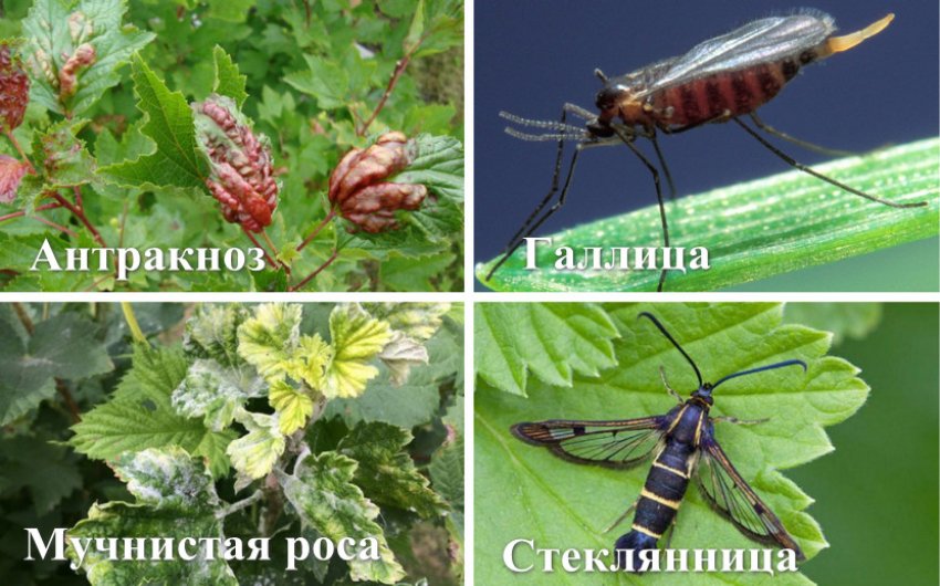 Урожайность смородины с 1 метра. 100258.pu61d0.850. Урожайность смородины с 1 метра фото. Урожайность смородины с 1 метра-100258.pu61d0.850. картинка Урожайность смородины с 1 метра. картинка 100258.pu61d0.850. Есть определенные факторы, которые следует знать и учитывать, чтобы получать неизменные и высокие урожаи такой полезной и вкусной ягоды, как смородина. Немаловажно знать агротехнику и грамотно ее применять, а также иметь соответствующие условия выращивания. Без хорошего ухода и подходящего места посадки ничего не получится. В статье расскажем про урожайность смородины, способы ее повышения.