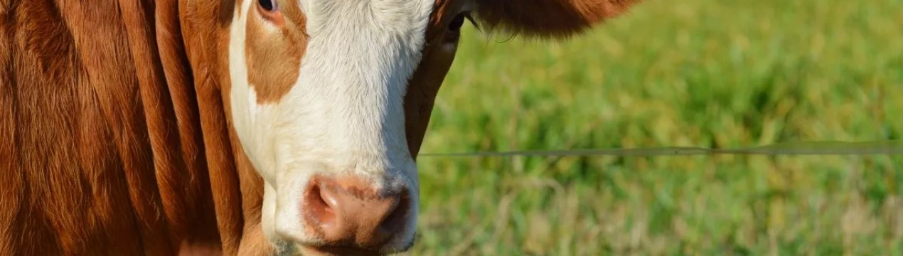 Житомирські фермери отримали понад 7 мільйонів гривень за придбані доїльні апарати