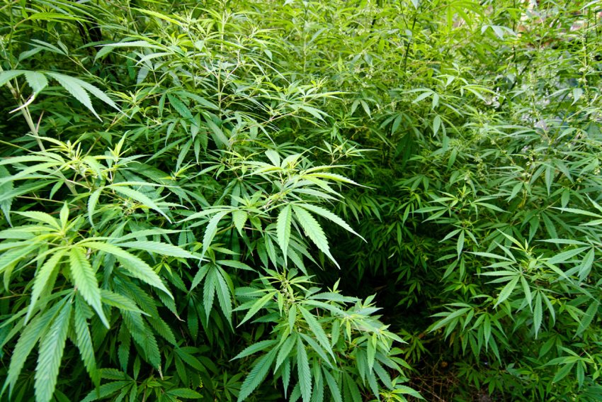 На російських полях зацвітуть корисні наркотики На російських полях зацвітуть корисні наркотики