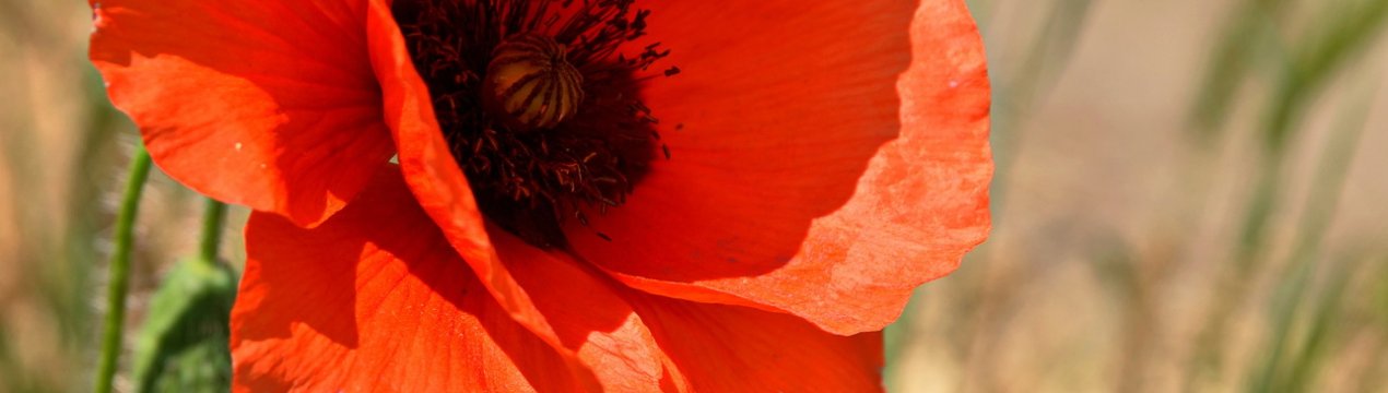 На російських полях зацвітуть корисні наркотики