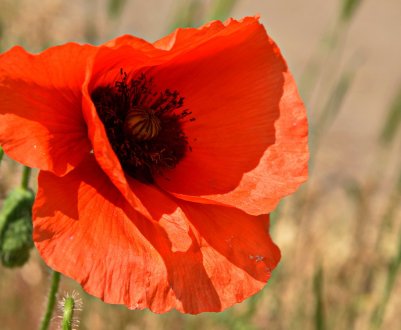 На російських полях зацвітуть корисні наркотики