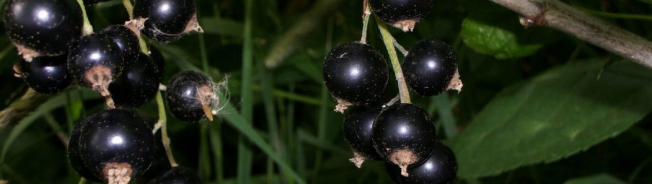 Сорт смородина дачница фото и описание сорта. . Сорт смородина дачница фото и описание сорта фото. Сорт смородина дачница фото и описание сорта-. картинка Сорт смородина дачница фото и описание сорта. картинка . Ранняя черная смородина «Дачница» — весьма популярна у российских садоводов из-за компактного куста и очень сладких ягод. Это современный сорт, в 2004 году включенный в Госреестр сортов, которые районированы к использованию на территории Волго-Вятского и Северо-Западного регионов. Сорт получен во ВНИИ селекции плодовых культур и НИИ садоводства Сибири им. М. А. Лисавенко, его авторами считаются Т Т.П. Огольцова, З.С. Зотова Л.В. Баянова, С.Д. Князев.