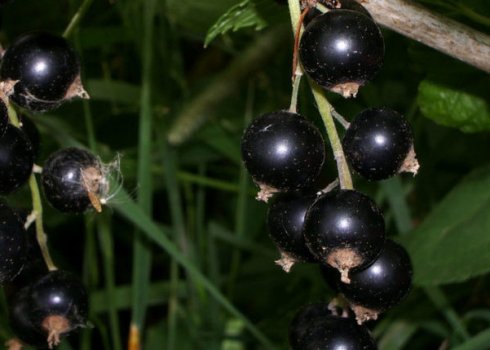 Смородина чорна Дачниця — основні характеристики сорту