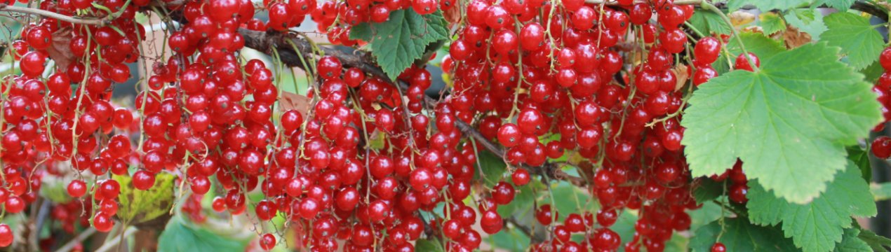 Сорт красной смородины уральский сувенир. . Сорт красной смородины уральский сувенир фото. Сорт красной смородины уральский сувенир-. картинка Сорт красной смородины уральский сувенир. картинка . Стоимость зависит от возраста и размера посадочного материала. Пожалуйста, уточняйте цены у менеджеров.