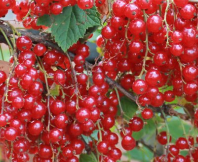 Смородина червона Уральський сувенір — основні характеристики