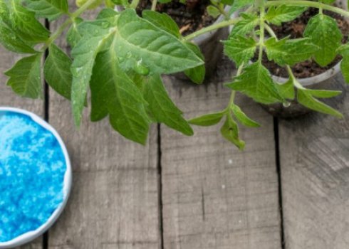 Мідний купорос від фітофтори на помідорах: приготування розчину, особливості обробки