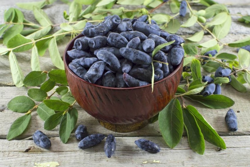 Вінницьким фермерам не вистачає промислових плантацій жимолості