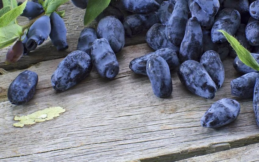 Вінницьким фермерам не вистачає промислових плантацій жимолості