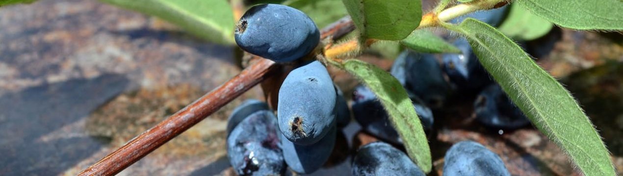 Вінницьким фермерам не вистачає промислових плантацій жимолості