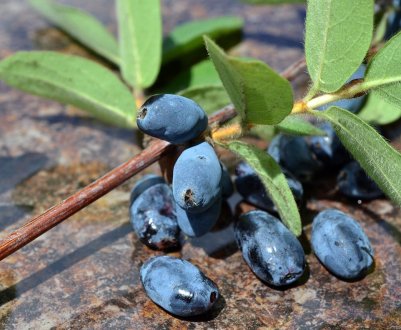Вінницьким фермерам не вистачає промислових плантацій жимолості