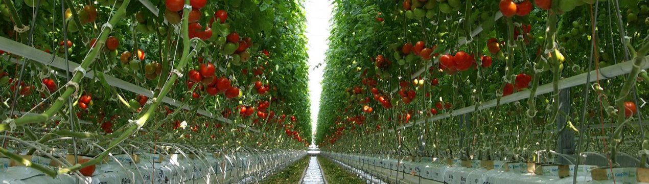 что делать если плохо краснеют помидоры в теплице. Смотреть фото что делать если плохо краснеют помидоры в теплице. Смотреть картинку что делать если плохо краснеют помидоры в теплице. Картинка про что делать если плохо краснеют помидоры в теплице. Фото что делать если плохо краснеют помидоры в теплице