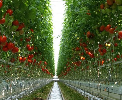 Чому не червоніють помідори в теплиці і що при цьому робити?