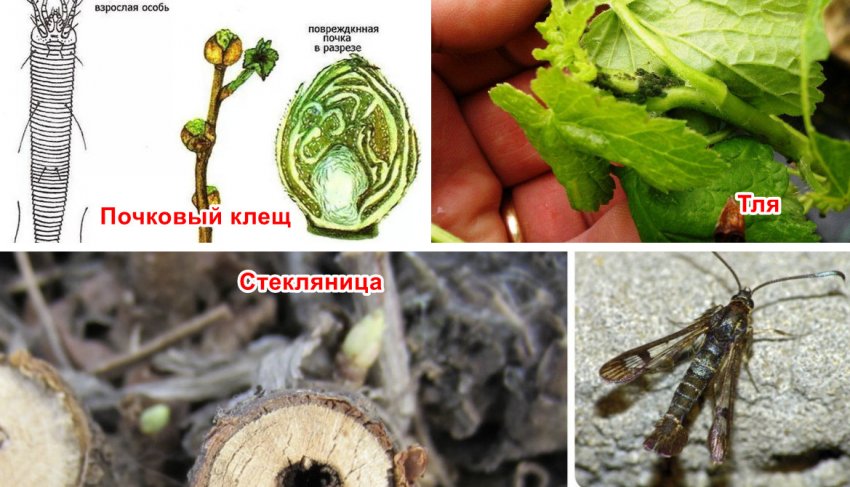 Шкідники смородини Шкідники смородини