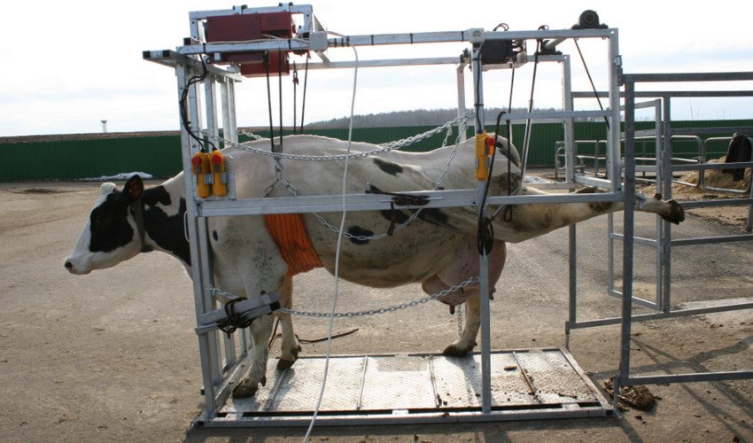 Верстат для обробки, фіксації та обрізки копит ВРХ Верстат для обробки, фіксації та обрізки копит ВРХ