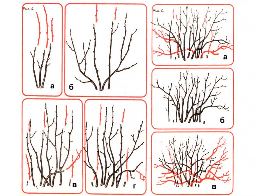 Обрізка смородини Обрізка смородини